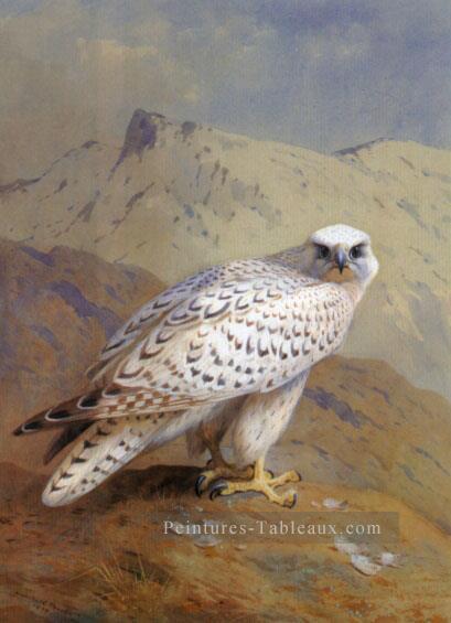 Un oiseau du Groenland du Groenland ou Gyr Archibald Thorburn Peintures à l'huile